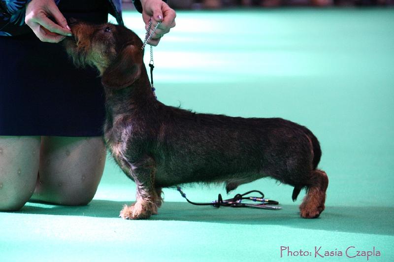 Crufts2011_2 928.jpg